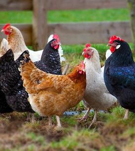 فروش نیمچه مرغ 4 ماهه گلپایگانی